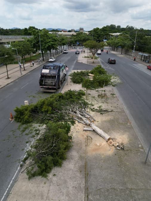 As árvores cortadas em Belo Horizonte (Foto: Reprodução)