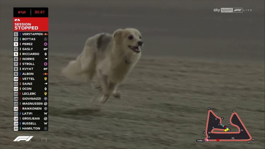 Um belo cachorrinho levou a direção de prova a interromper novamente o TL2 no Bahrein (Foto: Reprodução)